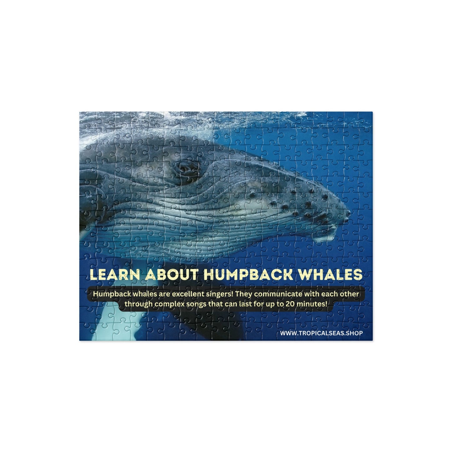 Humpback Whales Fun Fact Jigsaw puzzle - Sustainable Puzzle from Tropical Seas Clothing