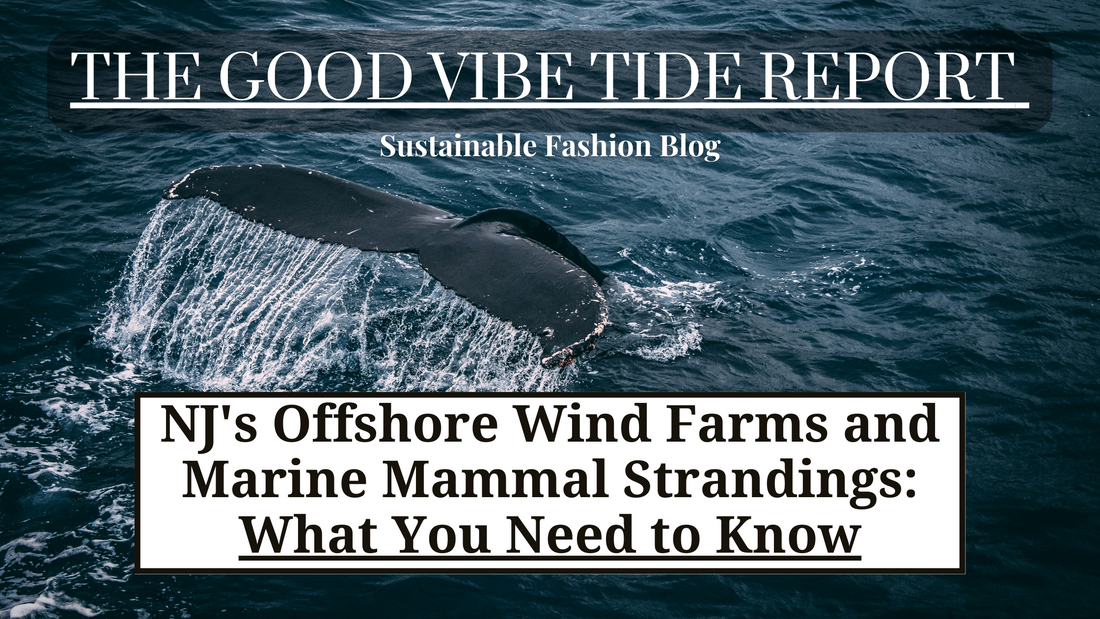 NJ's Offshore Wind Farms and Marine Mammal Strandings: What You Need to Know