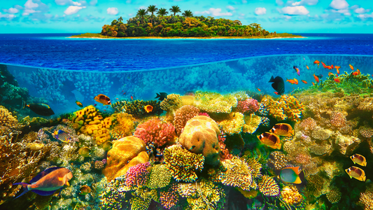 Protect our Coral Reefs